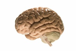 Sinergi Otak Kanan dan Kiri, Benarkah Bisa Dilatih dengan Senam Otak?