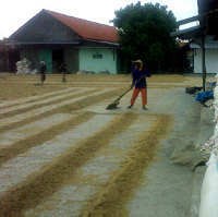 Hasil Uji Lab Sampel Beras di Bekasi, Polisi Masih Tunggu BPOM