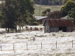 Fenomena Aneh, Hujan Laba-laba di Australia