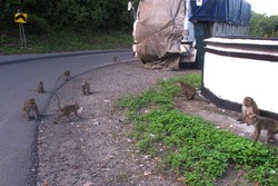 Lewat Jalan Lintas Sumbawa, Hati-hati Monyet Liar!