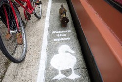 Ssst! Ada Jalur Khusus Bebek di Inggris