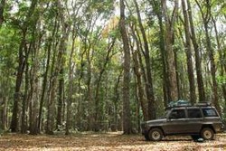 Legenda Mistis di Leuweung Sancang dan Alas Purwo yang Bantu Hutan Lestari