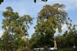 Kades soal Legenda Baru Mbah Kodok: Senang, Warga Jadi Peduli Lingkungan