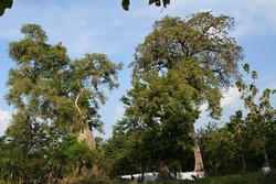 Mbah Kodok Pasca Menikah dan Membangun Rumah Peri Setyowati