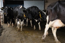 Perah Pijit dan Perah Jepit, Teknik Perah Susu Sapi Tradisional