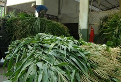 Herbivora Santap 10 Ton Rumput dan 650 Kg Sayuran Setiap Hari