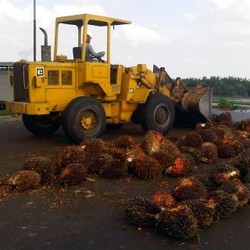 Laba Perusahaan Sawit Ini Anjlok 90%