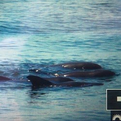 Terdampar di Bali, 3 Lumba-lumba Jaga 1 Kawannya yang Sakit