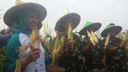 Airin dan Pangdam Jaya Sumringah Panen Jagung di Serpong