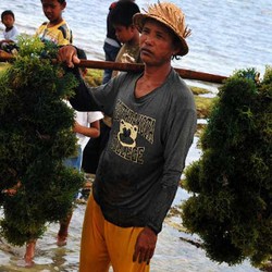 Rumput Laut Bisa Hasilkan 500 Produk, Tapi RI Malah Ekspor Mentah