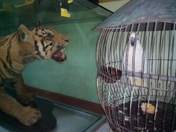 Bagaimana Cara Mantan Pemilik Ingin Melihat Kakatua Jambul Kuningnya Lagi?