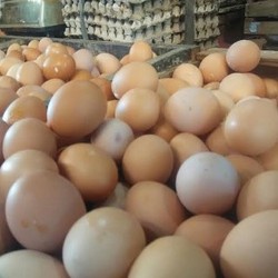Puasa Masih 3 Pekan Lagi, Harga Telur Ayam Sudah Mulai Naik