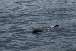 4 Ekor Paus yang Sempat Terdampar Tinggalkan Pantai Bali