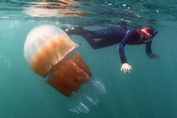 Hati-hati! Ubur-Ubur Raksasa Serang Perairan Inggris