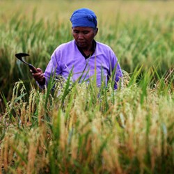 Guru Besar IPB: Nasib Petani Terjepit, Seperti Lampu Merah Gelap