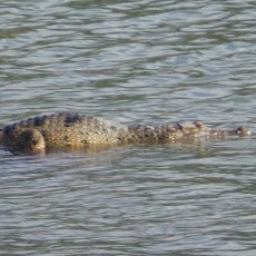 Rasa Penasaran Warga Terobati Saat Buaya di Kali Porong Muncul