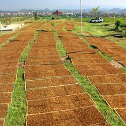 Cerita Pilu Petani Tembakau: Sering Rugi, Padahal Harga Rokok Tak Pernah Turun