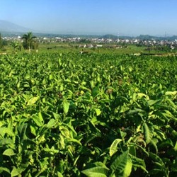 Orang Terkaya RI Pemilik Industri Rokok, Tapi Petani Tembakau Terseok