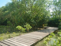 Hutan Mangrove Wonorejo, yang Segar-segar di Timur Surabaya