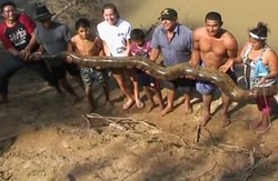 Sungguh Berani, Wisatawan Selamatkan Anaconda di Kolombia