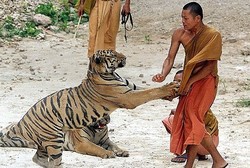 Biksu Terluka Diserang Macan di Thailand