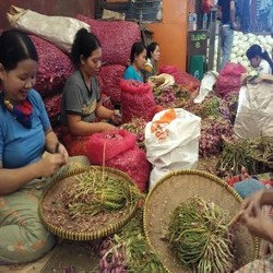 Pemerintah Akan Anggarkan Rp 1 Triliun untuk Pertanian Bawang Merah