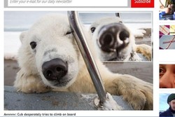 Awww, Selfie Anak Beruang Kutub Paling Imut Sedunia