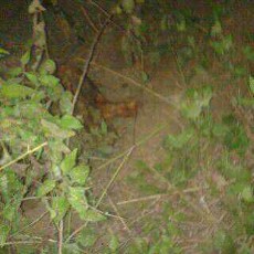 Sesosok Mayat Perempuan Ditemukan Terkubur di Tengah Hutan Jati