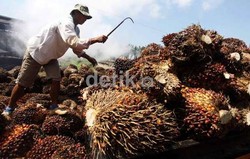 Tak Lama Lagi, Program Celengan Dana Sawit Segera Terisi