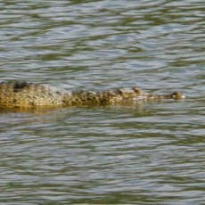 TSI Prigen Siap Evakuasi Buaya Muara di Kali Porong
