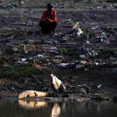 Seekor Buaya Terlihat Lagi di Kali Porong
