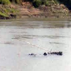 Dua Ayam Dipakai Umpan di Kali Porong agar Buaya Muncul