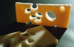 Susu Sapi Terlalu Bersih Jadi Penyebab Keju Swiss Tidak Berlubang