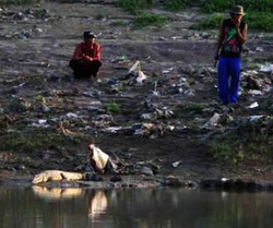 BKSDA akan Evakuasi Buaya dari Kali Porong, Bagaimana Caranya?