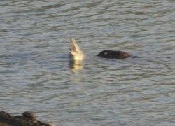 Ini Skenario BKSDA untuk Evakuasi Buaya di Kali Porong