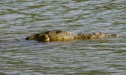 Soal Evakuasi Buaya Kali Porong, Aktivis Satwa Siap Terjunkan Ahli Reptil