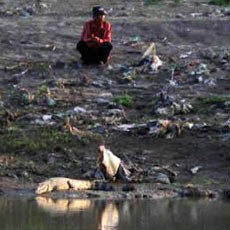 Ini Dugaan Penyebab Buaya Muncul di Kali Porong