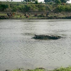 Warga Rela Menunggu Berjam-jam di Kali Porong Melihat Munculnya Buaya