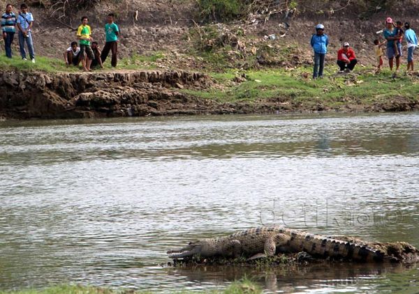 Warga Ramai-ramai Lihat Buaya di Kali Porong