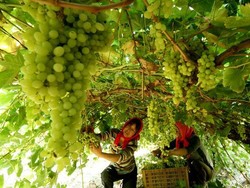 Tiongkok Segera Susul Prancis Sebagai Produsen Wine Besar di Dunia