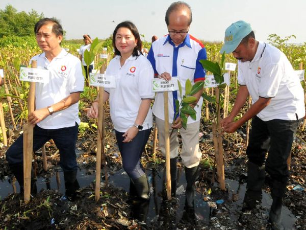 Ribuan Mangrove Ditanam di Pluit
