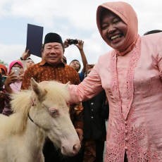 Surabaya Genap 722 Tahun, Wali Kota Risma Dapat Kado Kuda Poni