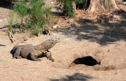 Cerita Soal Pawang yang Digigit Komodo dan Diterbangkan ke Bali