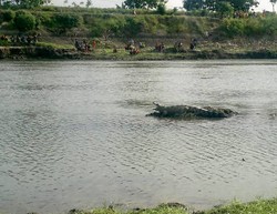 BKSDA Rapat dengan Pengurus Desa Bahas Buaya Muara di Kali Porong