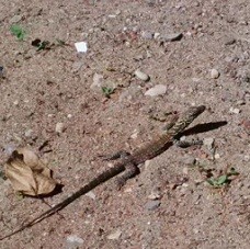Menengok Anak Komodo Memanjat Pohon di Habitatnya Langsung