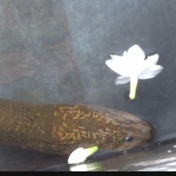 Ada Belut Unik, Warga Pemalang Berbondong-bondong Mendatangi Rumah Sanuri