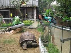 Ada Kura-kura Raksasa di Jawa Timur!