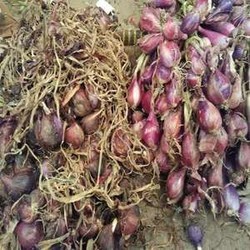 Ini Penyebab Harga Bawang Merah Bisa Sampai Rp 50.000/Kg