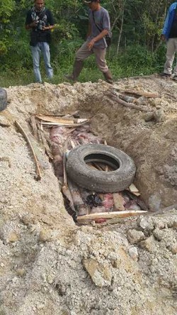 Karantina Kementan Kembali Musnahkan 1,5 Ton Daging Celeng Ilegal