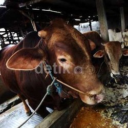 Mendag Gobel Beri Izin Impor 279.000 Ekor Sapi